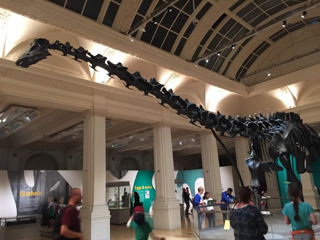 A Diplodocus dinosaur skeleton at Birmingham Museum and Art Gallery.