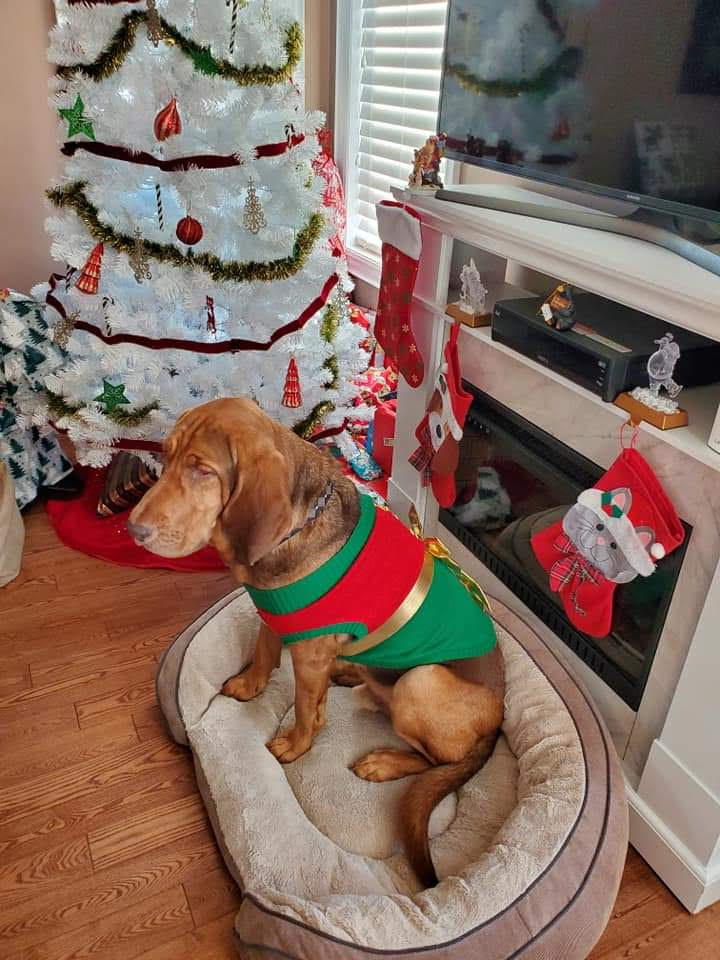 A bloodhound dressed up in a Christmas outfit, sat in front of a white Christmas tree.