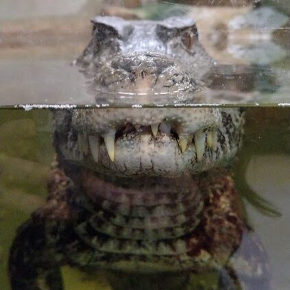 crocodile from crocodiles of the world