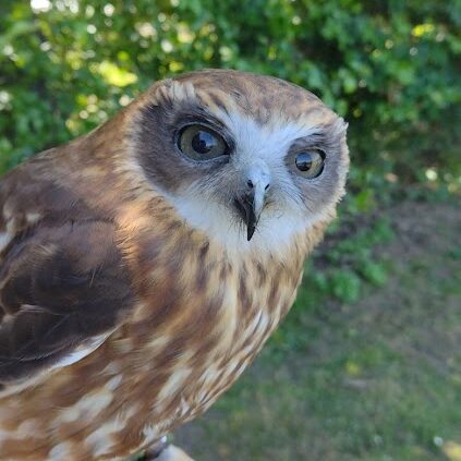 Millets Falconry Centre