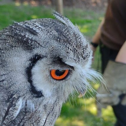 Millets Falconry Centre