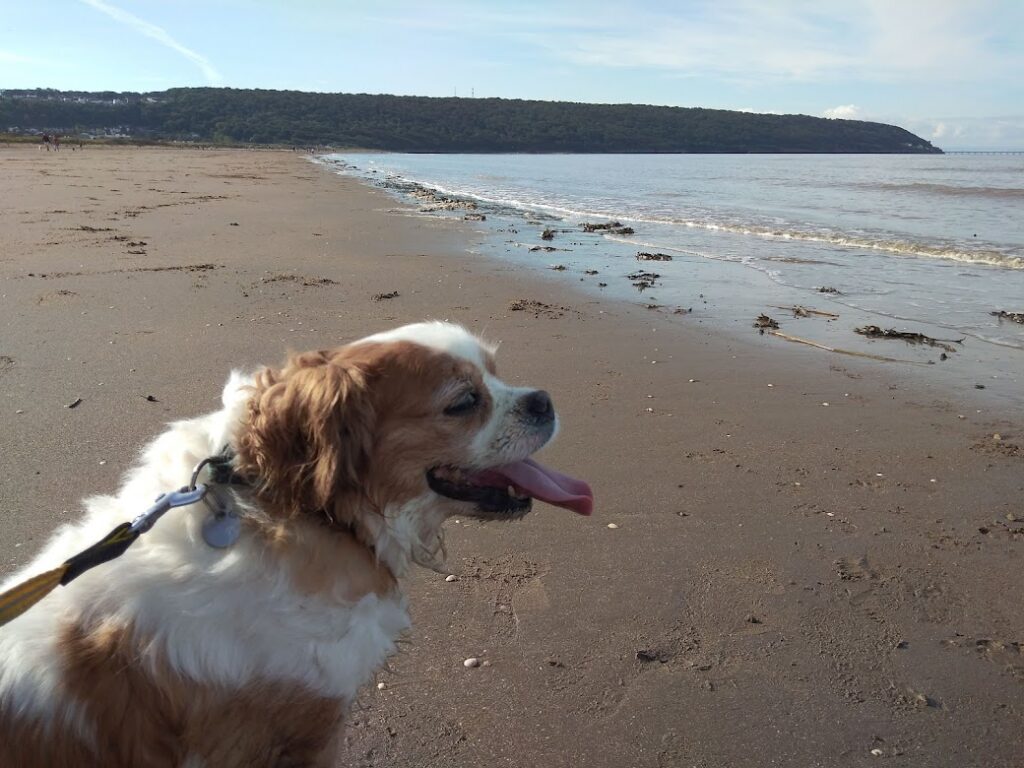 Sand Bay Beach Dog-friendly