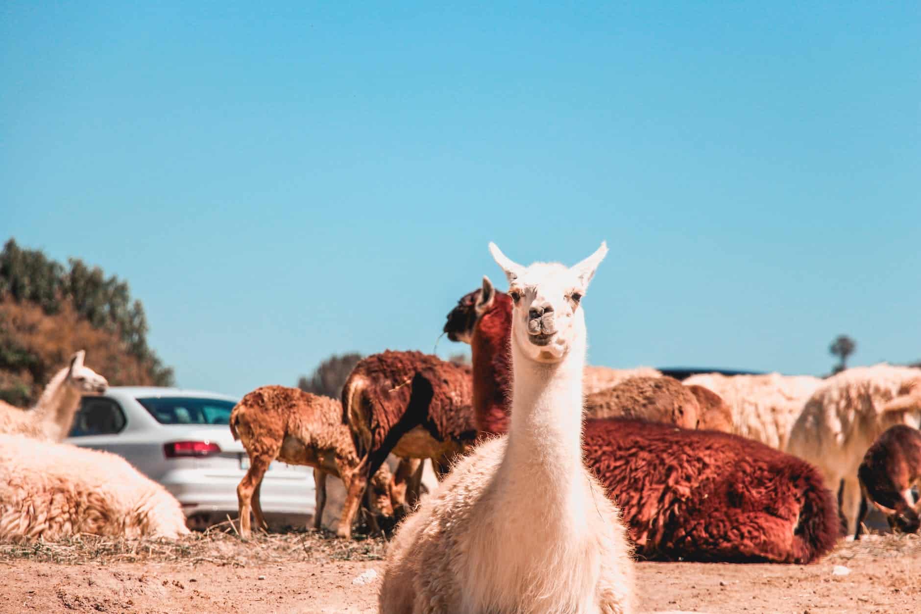 photo of alpacas on ground