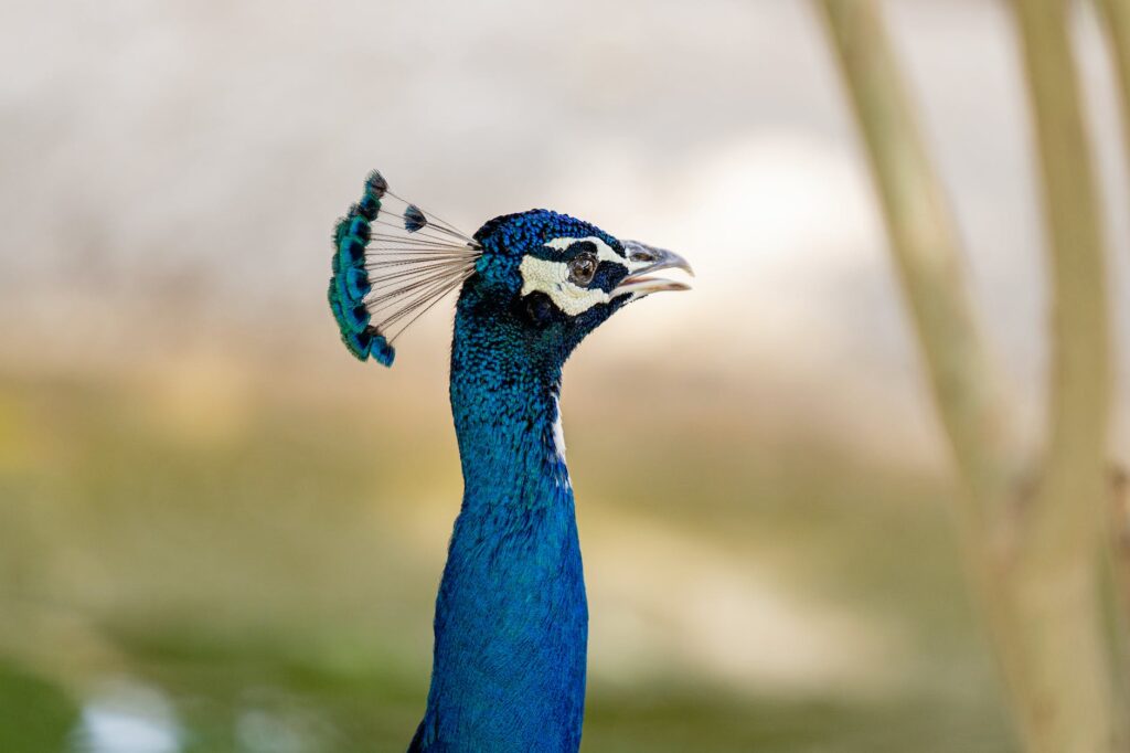 blue peafowl in close up photography