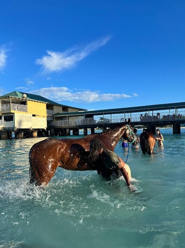 Barbados horse in sea